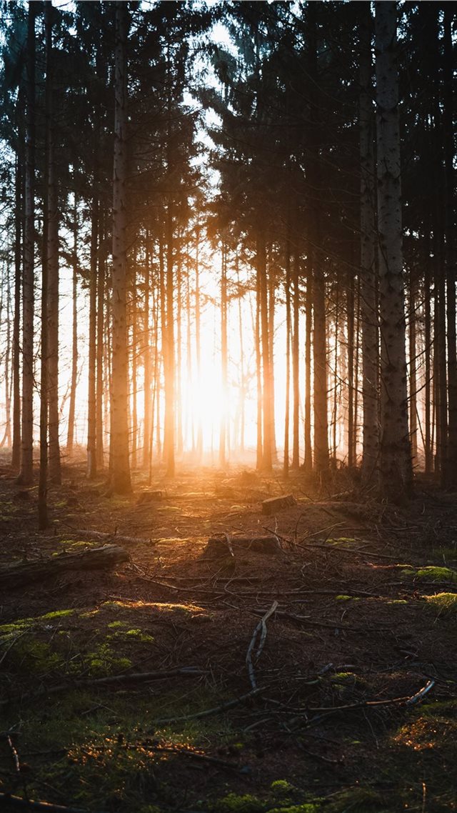 1080x1920 green trees during daytime - sun iPhone 8 Wallpaper