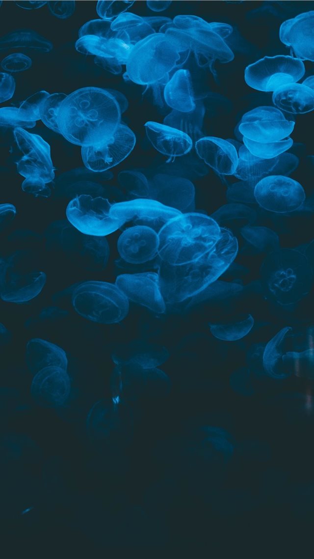 1080x1920 closeup photo of jellyfish - fish iPhone 8 Wallpaper