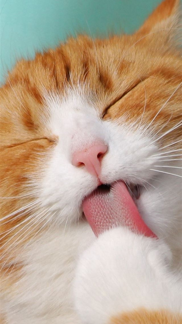 1080x1920 Happy Cat Animal Cute Smile -  iPhone 8 Wallpaper