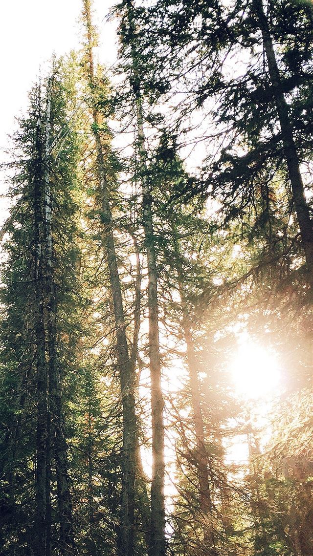 1080x1920 Tree Sunshine Nature -  iPhone 8 Wallpaper