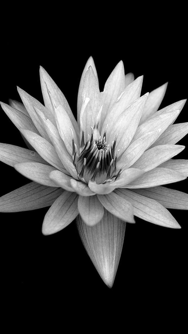 1080x1920 Dark Flower Black Background -  iPhone 8 Wallpaper