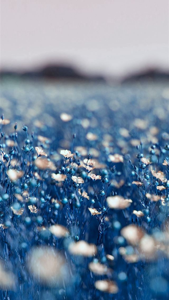1080x1920 Field Blue Cosmos Flower Spring Nature -  iPhone 8 Wallpaper