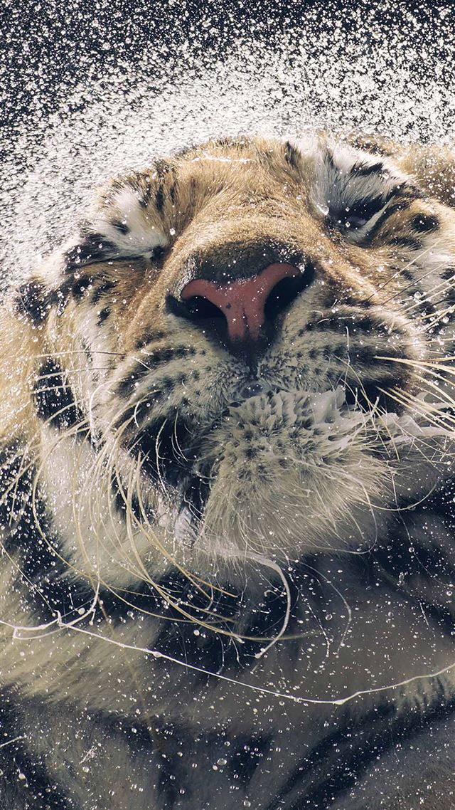 1080x1920 Shaking tiger water -  iPhone 8 Wallpaper