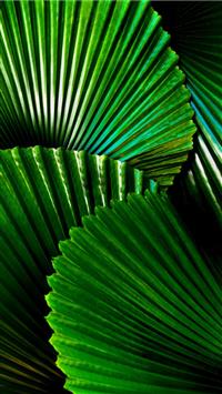 green leafed plant wallpaper