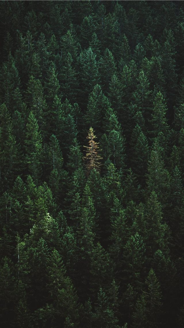 1080x1920 green treers - earth iPhone 8 Wallpaper