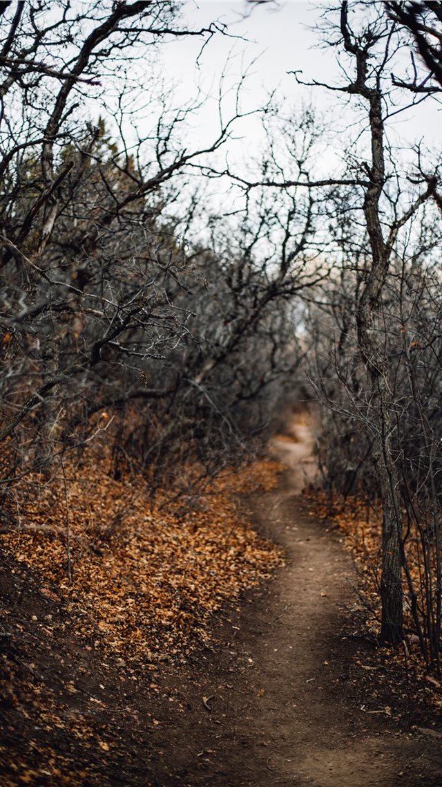 1080x1920 black leafless trees and pathway - united states iPhone 8 Wallpaper