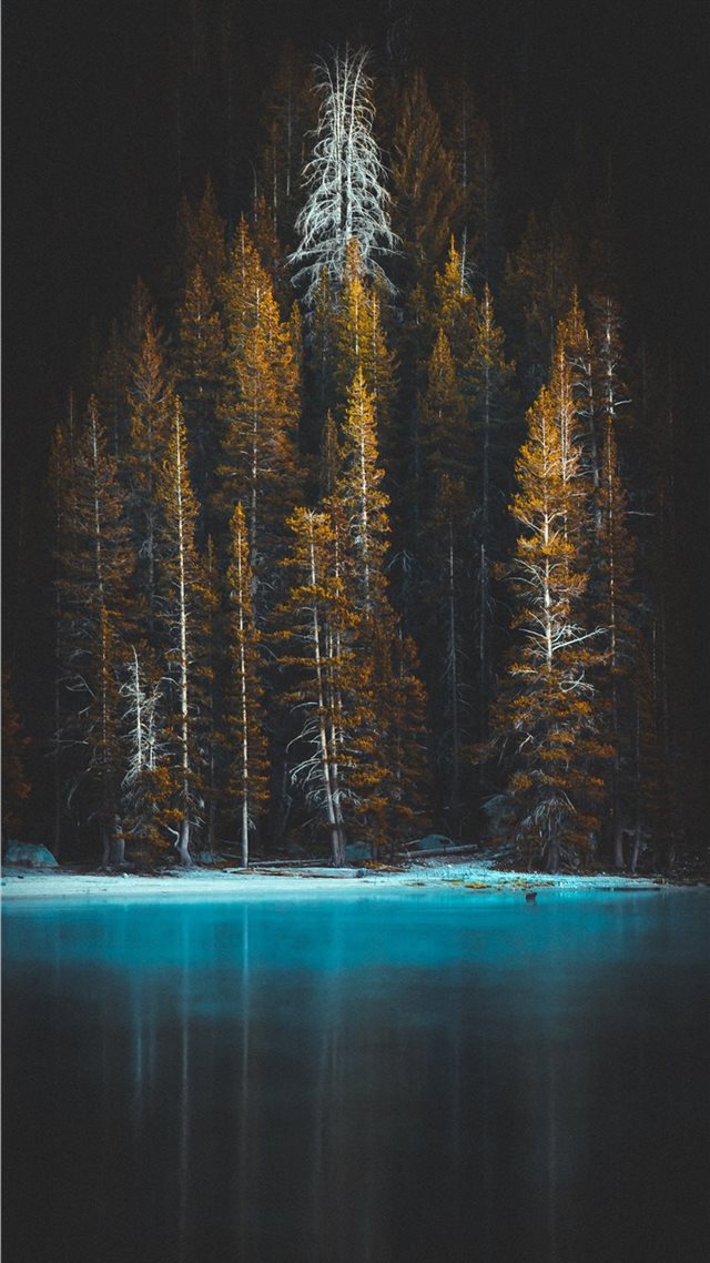 1080x1920 green pine tress and body of water - winter iPhone 8 Wallpaper