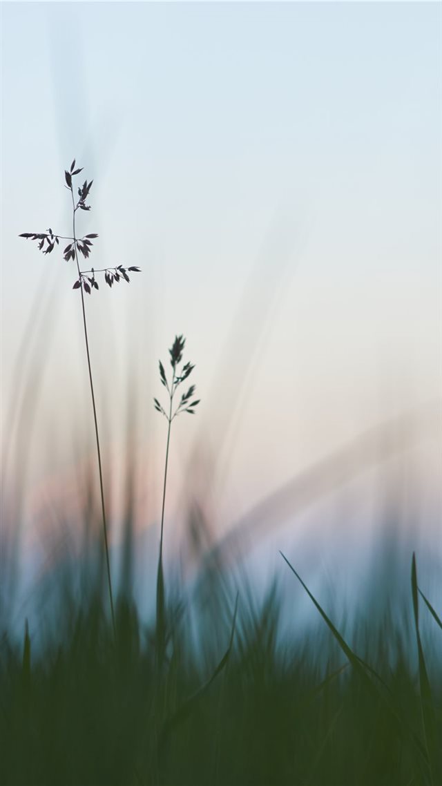 1080x1920 A good part of my pictures are about shallow depth... - flower iPhone 8 Wallpaper