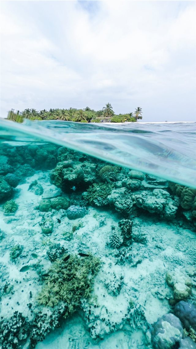 1080x1920 white and green coral reel - ocean iPhone 8 Wallpaper