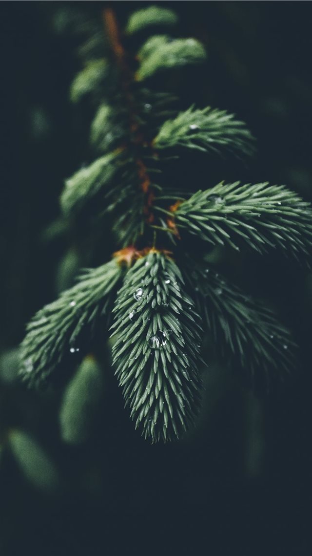 1080x1920 shallow focus photography of green spruce tree - christmas iPhone 8 Wallpaper