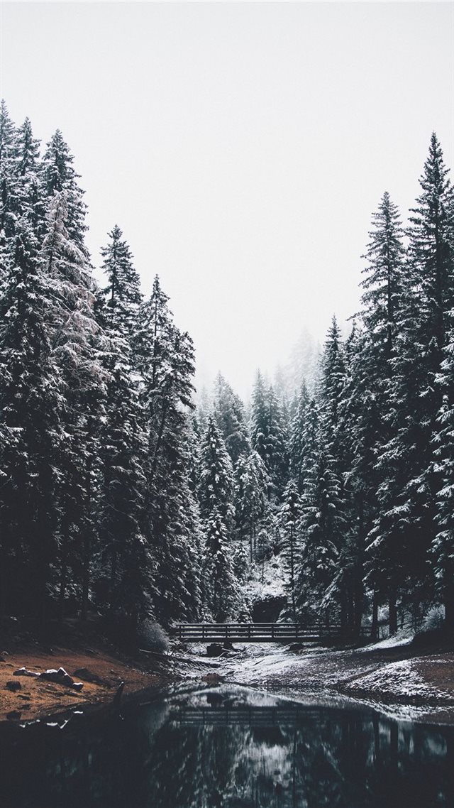 1080x1920 body of water and pine trees - tree iPhone 8 Wallpaper