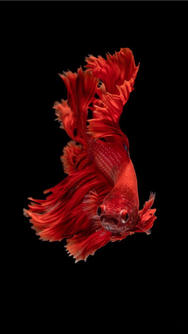 1080x1920 red Siamese fighting fish - dance iPhone 8 Wallpaper