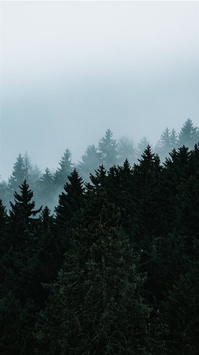 1080x1920 green pine trees under white sky - tree iPhone 8 Wallpaper