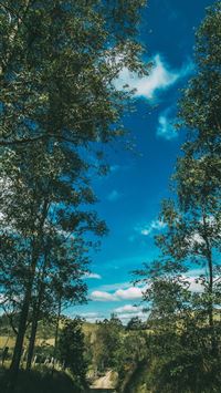 Summer Road Trees Sky Sunny Summer Vibes wallpaper