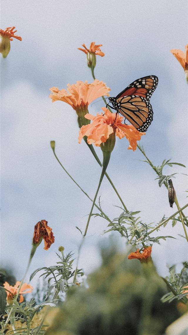 1080x1920 Ope Free Door County Wisconsin – Sarah Styles Blo... -  iPhone 8 Wallpaper