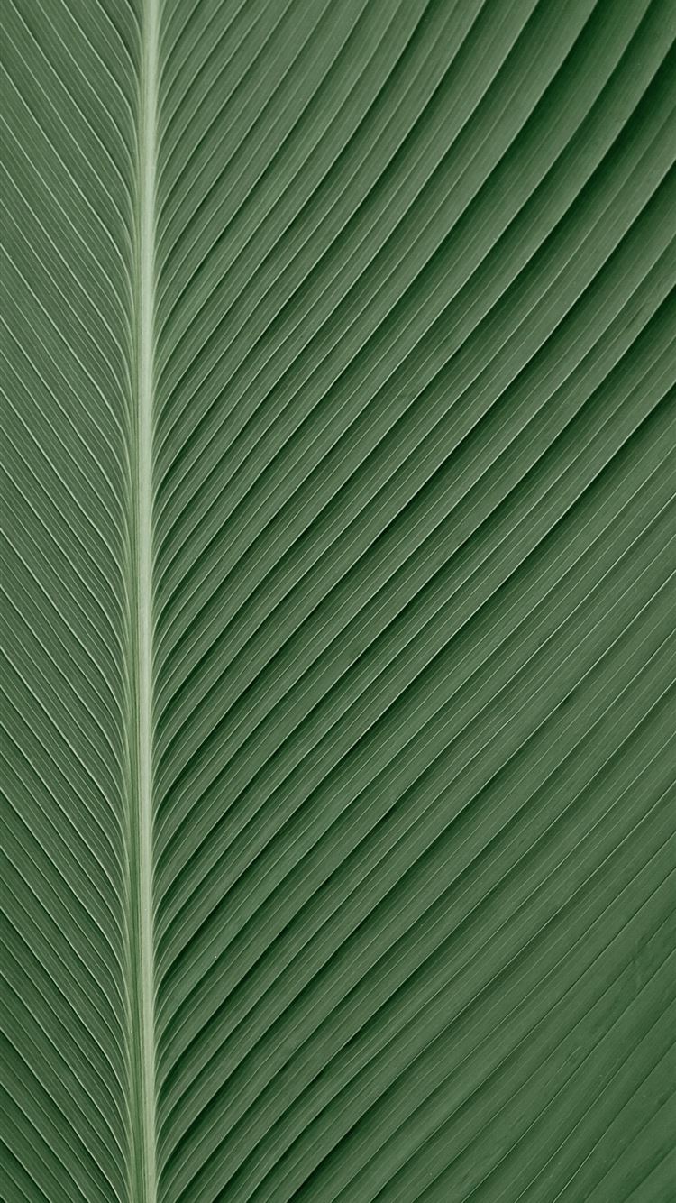 green and white striped textile iPhone 8 wallpaper 