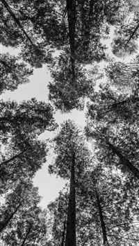 worm view photography of trees wallpaper