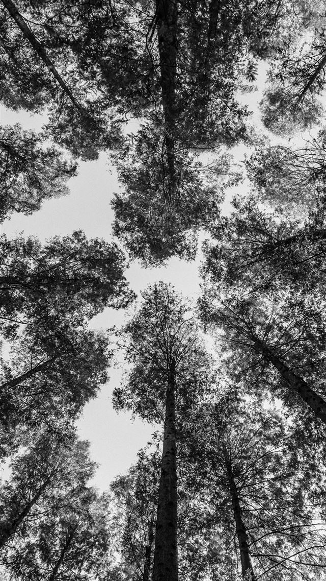 1080x1920 worm view photography of trees - tokyo iPhone 8 Wallpaper