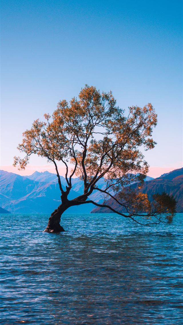 1080x1920 brown leaf tree at water during daytime - water iPhone 8 Wallpaper