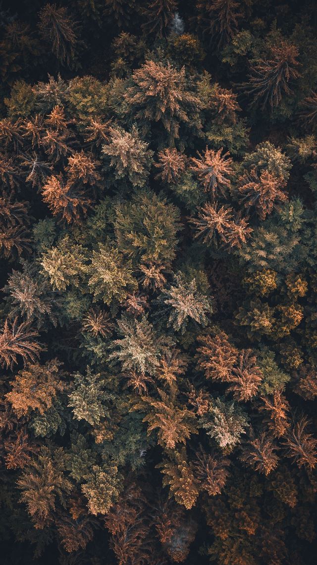 1080x1920 bird's eye view of trees - fireworks iPhone 8 Wallpaper