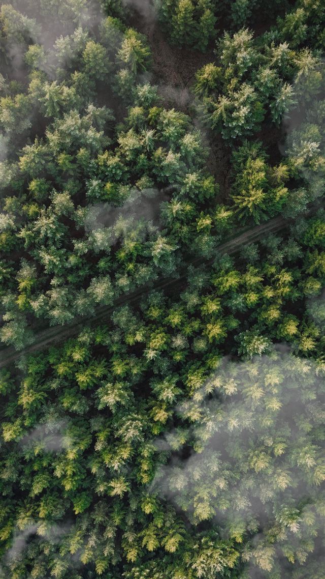 1080x1920 green leafed trees - trees iPhone 8 Wallpaper