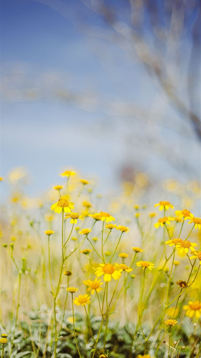 1080x1920 yellow flower field under blue sky during daytime - nature iPhone 8 Wallpaper