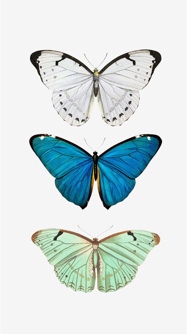 1080x1920 Butterfly - butterfly iPhone 8 Wallpaper