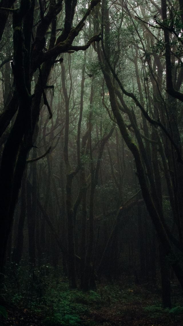 1080x1920 forest during daytime -  iPhone 8 Wallpaper