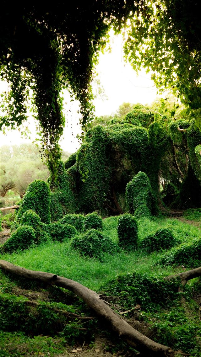 1080x1920 green plants during daytime - beautiful iPhone 8 Wallpaper