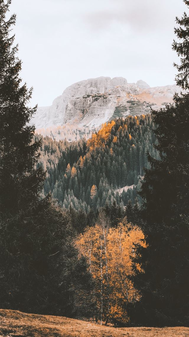 1080x1920 green trees near mountain during daytime - tree iPhone 8 Wallpaper