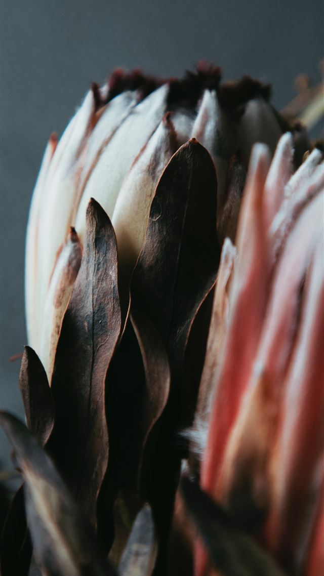 1080x1920 white and pink petaled flowers - retro iPhone 8 Wallpaper