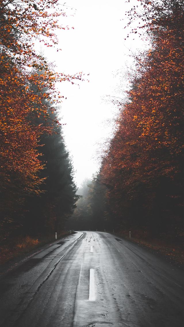 1080x1920 empty wet road between trees - fall iPhone 8 Wallpaper