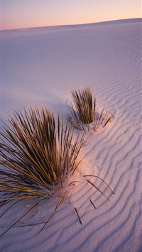 green plants on white sands during daytime wallpaper