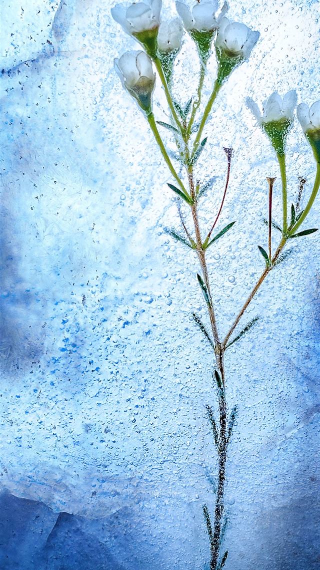 1080x1920 frozen white flowers - winter iPhone 8 Wallpaper