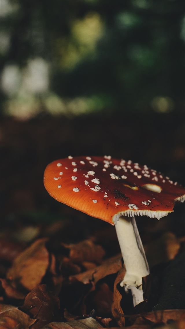 1080x1920 brown and white mushroom beside dried leaves -  iPhone 8 Wallpaper