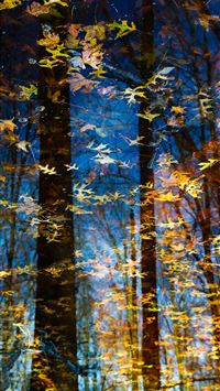 Dark Hedges wallpaper