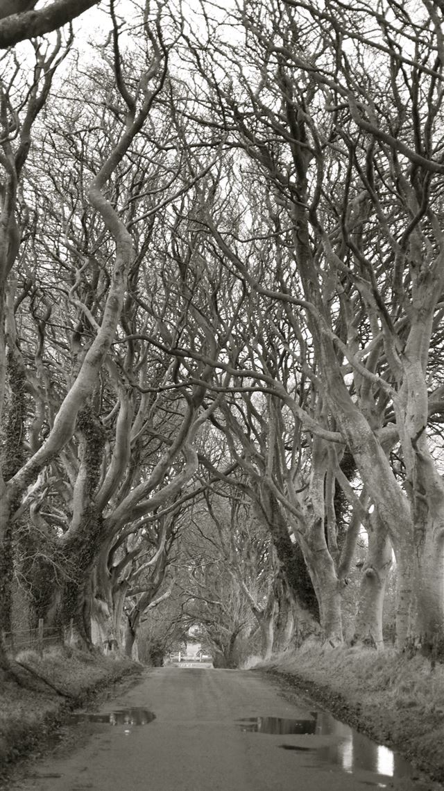 1080x1920 Dark Hedges - northern ireland iPhone 8 Wallpaper