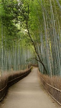 Sagano Bamboo Forest wallpaper