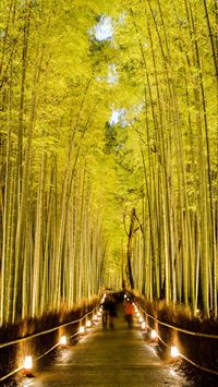 Sagano Bamboo Forest wallpaper
