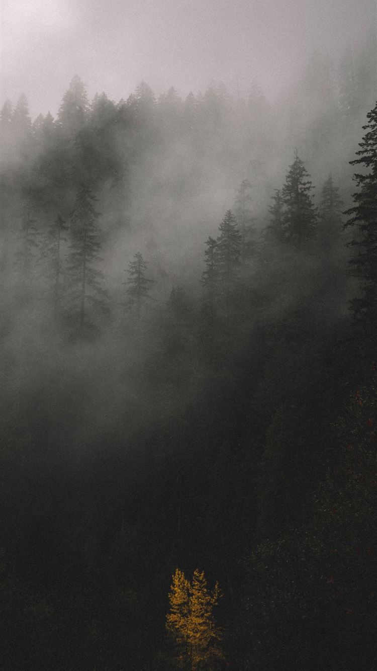 trees covered by fog iPhone 8 wallpaper 