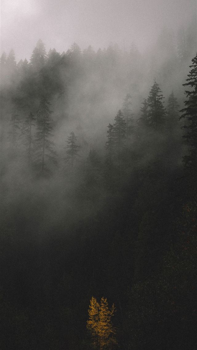 1080x1920 trees covered by fog - trees iPhone 8 Wallpaper