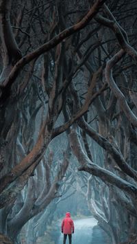 Dark Hedges wallpaper