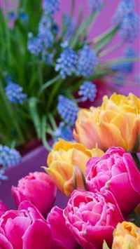 Visiting Keukenhof Holland wallpaper