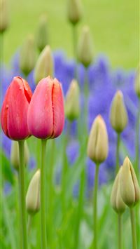 Visiting Keukenhof Holland wallpaper