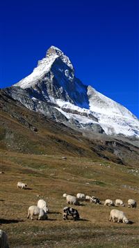 Herd of sheep in matterhorn Switzerland HD wallpaper