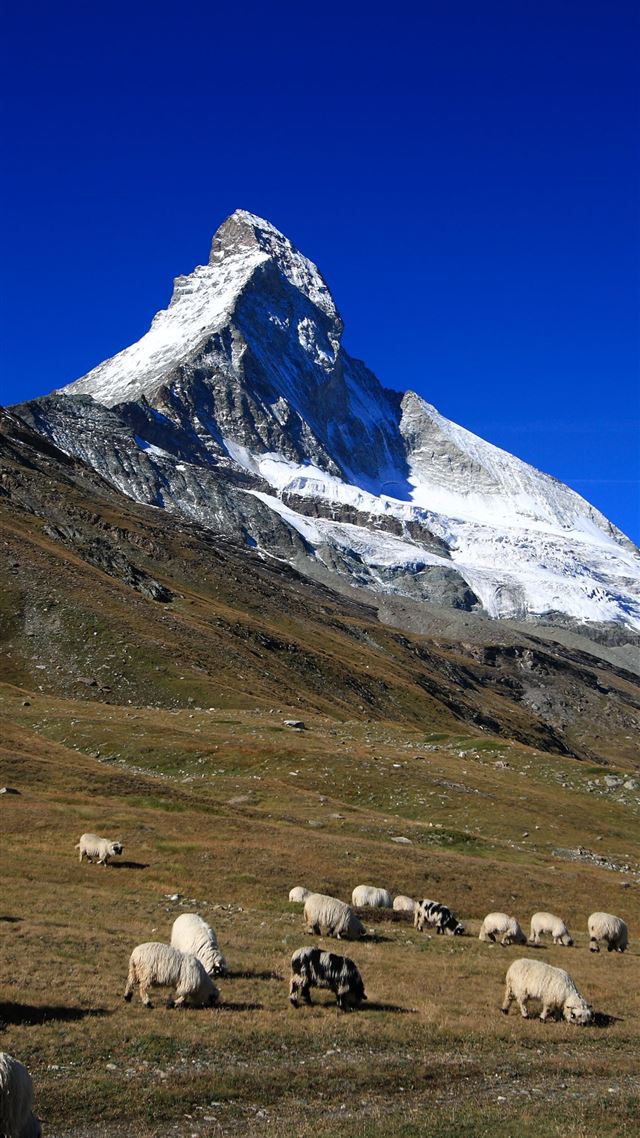1080x1920 Herd of sheep in matterhorn Switzerland HD - matterhorn iPhone 8 Wallpaper