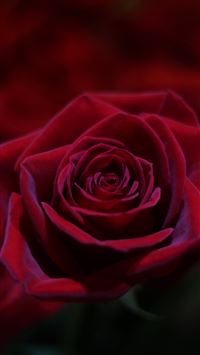 Rice Terraces of Vietnam wallpaper