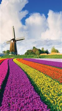 Tulip Fields of Netherlands wallpaper