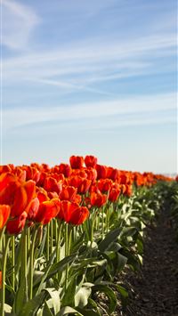 Tulip Fields of Netherlands wallpaper