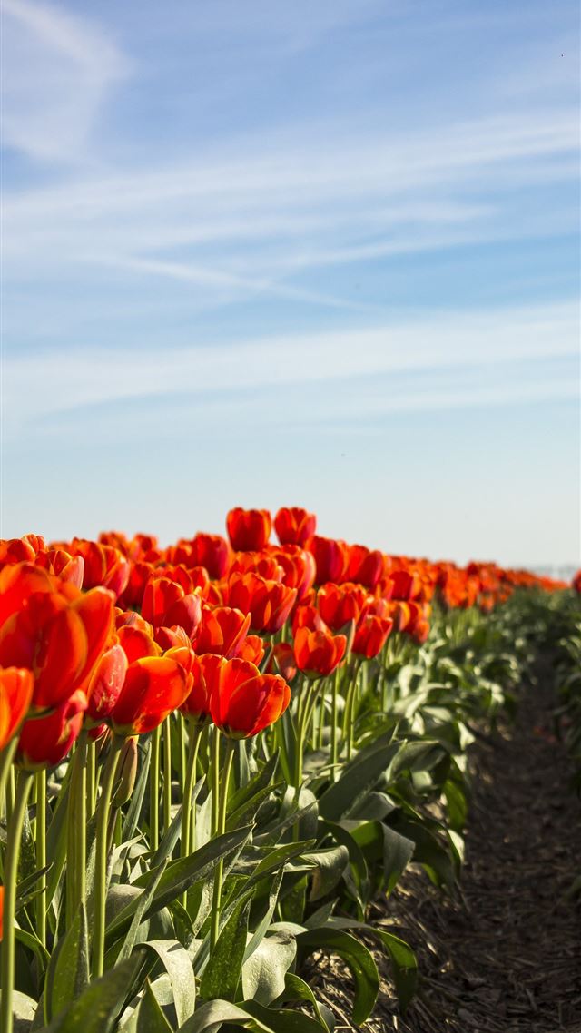 1080x1920 Tulip Fields of Netherlands - 100 most beautiful places to visit iPhone 8 Wallpaper